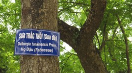 Phân biệt các loại gỗ sưa Phân biệt các loại gỗ sưa
