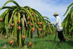 Thanh long, sầu riêng nguy cơ dư thừa khi Trung Quốc tăng diện tích trồng